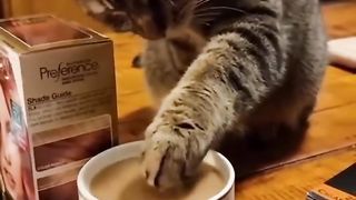Funny animals 2023???? - Funniest Cats and Dogs Video????????330 #shorts.