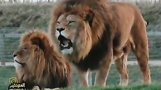 لا تأسفاً على غدر الزمان