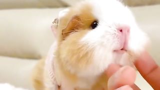 Beautiful and cute squirrel