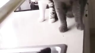 Funny animals 2023???? - Funniest Cats and Dogs Video????????333 #shorts.
