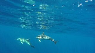 Dolphins swimming in the big ocean