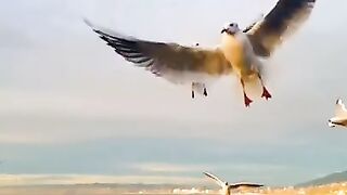 رب السموات والارض