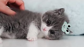 Cutecat#fyp