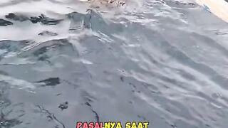 MMuntahan Ikan Paus Seharga Milyaran
