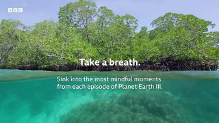 15 Minutes of Relaxing Footage from Planet Earth III ｜ Planet Earth III ｜ BBC Earth