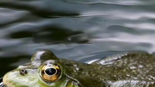 Mysterious frogs
