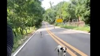Funny Videos Dogs Vs Men ???????????? Try Not to lough ????????????