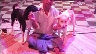 My doges