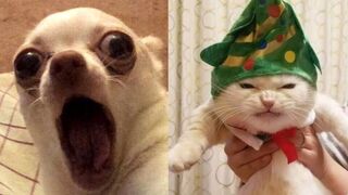 SUPER FUNNY AND CUTE PETS - TRY NOT TO LAUGH!!!
