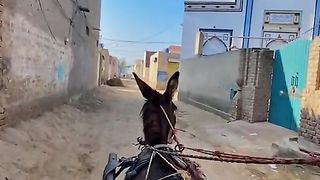 Donkey video