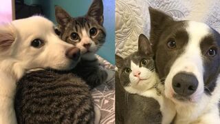 FUNNY CATS AND DOGS