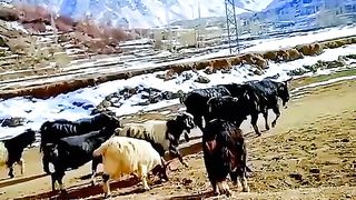 The beautiful valley of gilgit