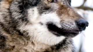 The mystery of wolves