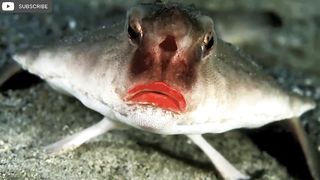 Amazing fish clip6