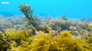 Cuttlefish Mimics Being Female To Mate ｜ 4K UHD ｜ Blue Planet II ｜ BBC Earth