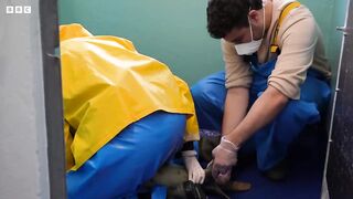 Rescuing Cute Baby Seal Pups ｜ 24 Hours With ｜ BBC Earth