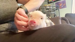 mini pigs