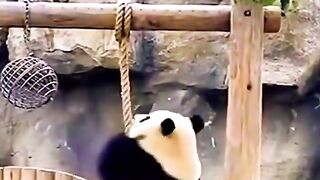 смешные животные