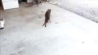 все про Енотов
