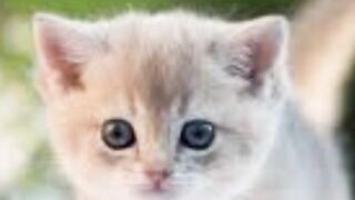 Samart cut for ???? for cat