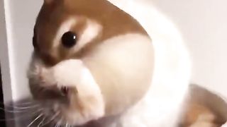 забавные котики