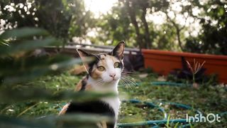 Cat video