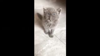 необычные котики