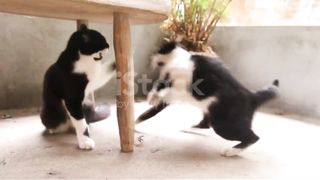 The best funny clip that brings psychological comfort in 2024