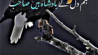 Wow ????????????????