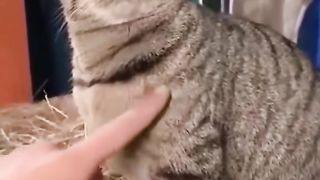 The world of funny and beautiful cats????????