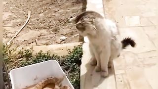 Watch the cats when they see the snake ???????? Very funny