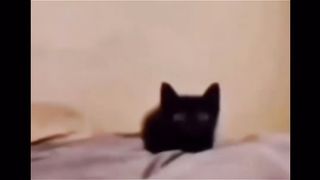 Kitty explodes