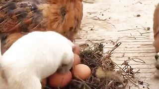 Watch this rooster confused among the dogs ????????????