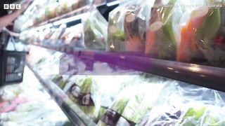 Are Underwater Farms the Future of Food？ ｜ Our Frozen Planet ｜ BBC Earth