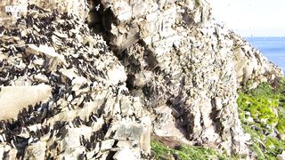 Puffin Hunts Fish To Feed Puffling ｜ 4K UHD ｜ Blue Planet II ｜ BBC Earth
