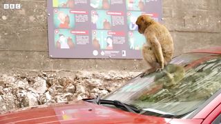 The Last Wild Monkeys in Europe ｜ Coexistence ｜ BBC Earth