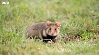 Wild Hamsters Thriving in Viennese Graveyards ｜ Coexistence ｜ BBC Earth