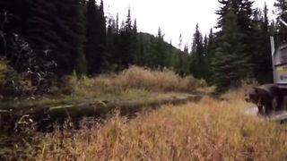 SLOW DOWN BEAR