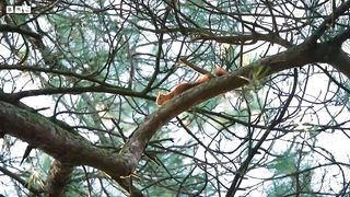 Endangered Red Squirrel Thriving in Small Town ｜ Coexistence ｜ BBC Earth