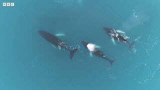 Are Humpback Whales the Pop Stars of the Ocean？ ｜ Into The Deep ｜ BBC Earth