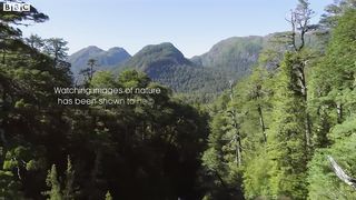 Bask in An Ancient Forest ｜ Relax with Nature ｜ The Wild Place ｜ BBC Earth