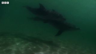 Teaching a Baby Dolphin How to Fish ｜ Puck's Story Part 6 ｜ Dolphins of Shark Bay ｜ BBC Earth