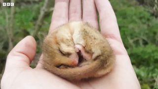 Finding the Notoriously Shy Dormouse ｜ 24 Hours With ｜ BBC Earth