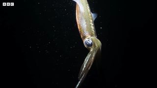 How AI is Revolutionising Deep Ocean Research ｜ Into The Deep ｜ BBC Earth