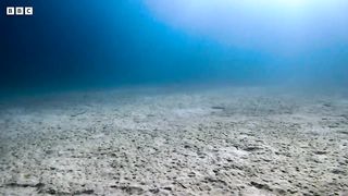 Amazing Clownfish Teamwork ｜ 4K UHD ｜ Blue Planet II ｜ BBC Earth