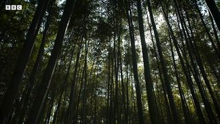 Panda Mother Teaches Cub How to Eat Bamboo ｜ 4KUHD ｜ China： Natures Ancient Kingdom ｜ BBC Earth