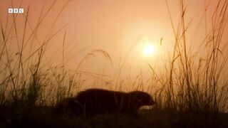 Mongoose Synchronised Birthing Strategy ｜ Animal Super Parents ｜ BBC Earth