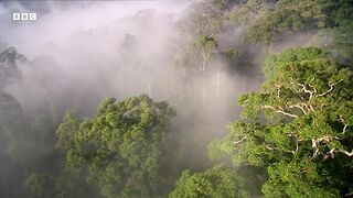 The Emotions of Motherhood in Primates ｜ Natural World Mothers and Babies ｜ BBC Earth