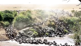 The Biggest Migration on the Planet ｜ Into the Deep ｜ BBC Earth
