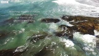 Stunning Underwater Kelp Forests ｜ The Wild Place ｜ BBC Earth